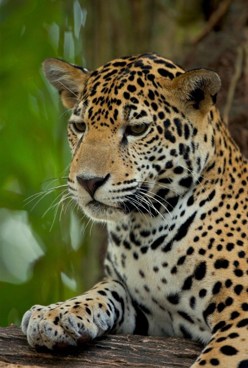 Belize Zoo